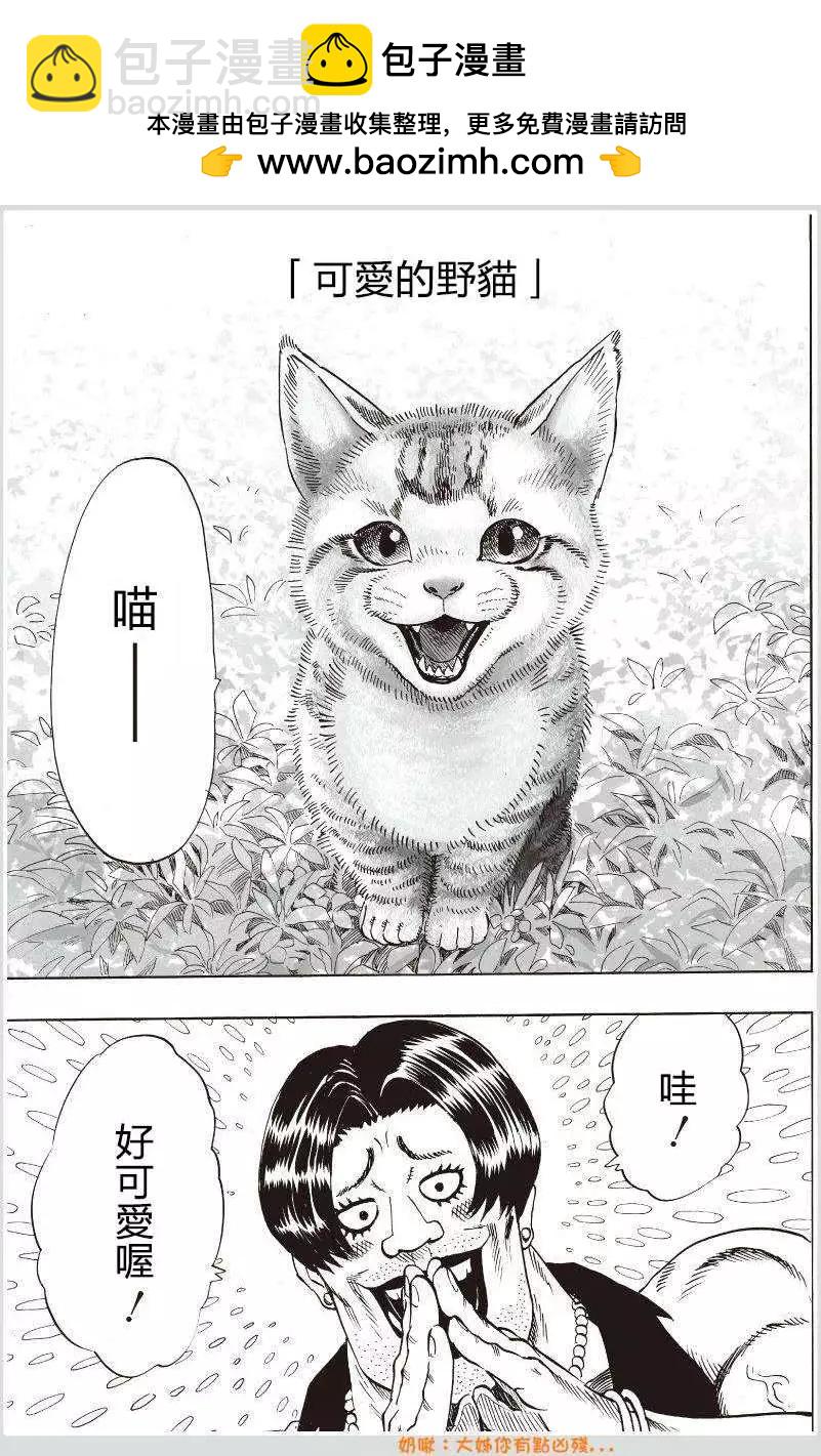 可爱的野猫1