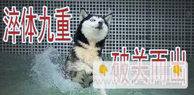 掉毛金乌不如鸡12