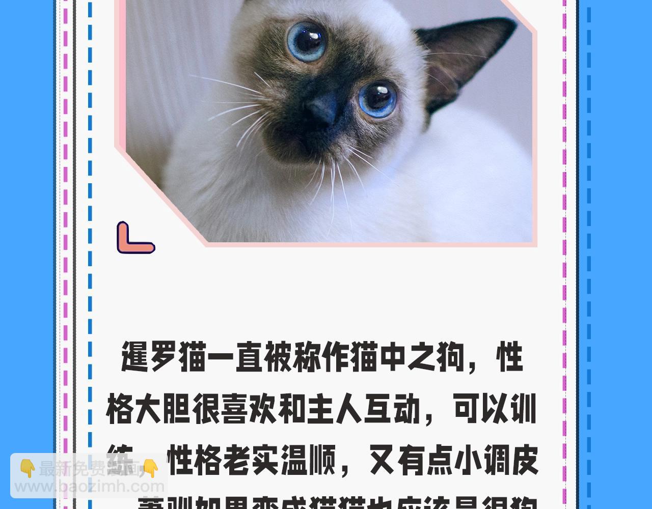 第43期 人鱼陷落的主角都是什么品种的猫（日更中）11