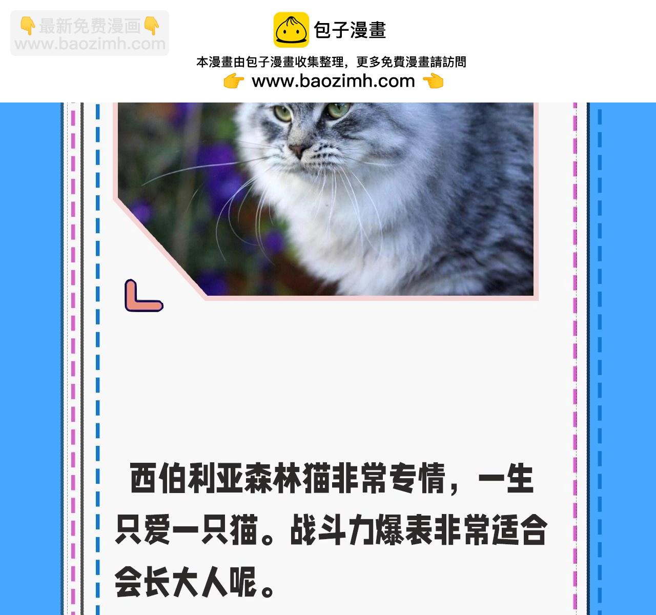 第43期 人鱼陷落的主角都是什么品种的猫（日更中）13