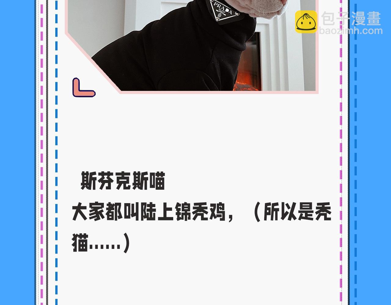 第43期 人鱼陷落的主角都是什么品种的猫（日更中）15