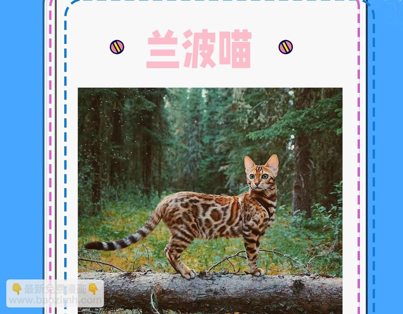 第43期 人鱼陷落的主角都是什么品种的猫（日更中）3