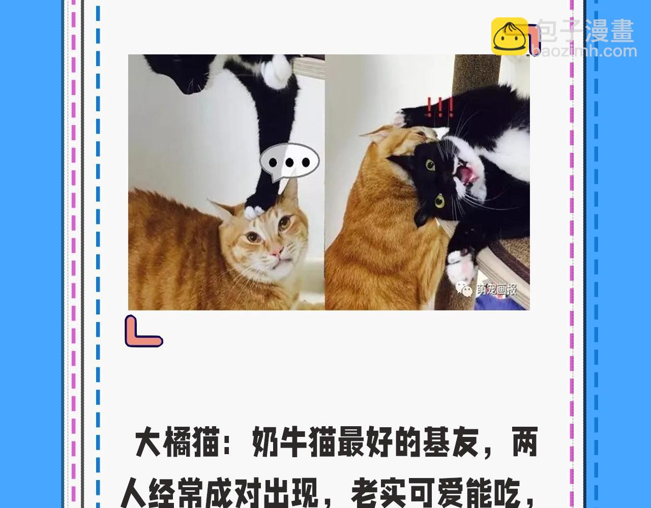 第43期 人鱼陷落的主角都是什么品种的猫（日更中）7