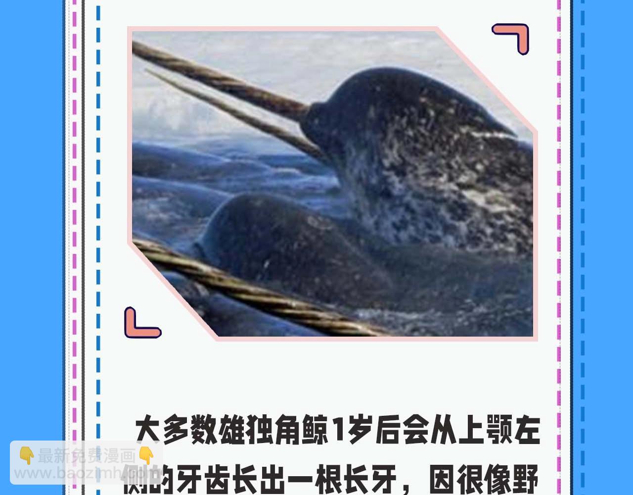 第52期 人鱼陷落的主角都是什么品种的鱼（日更中）9