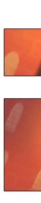 21153