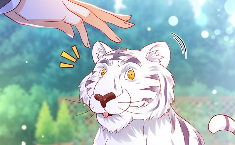和我一起养大猫吧？25