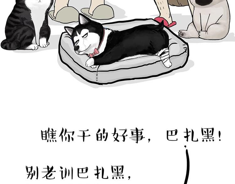 第160话 最差的一届哈士奇！16