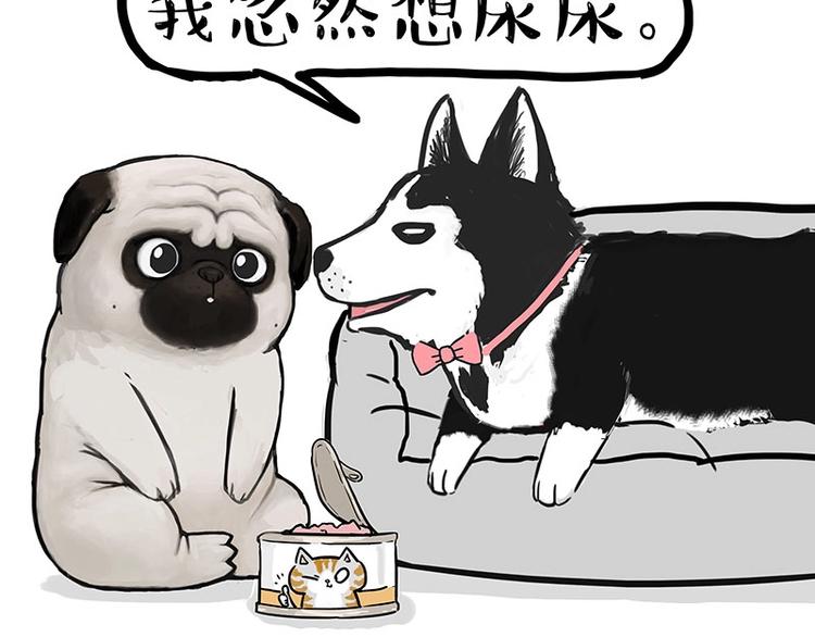 第160话 最差的一届哈士奇！30