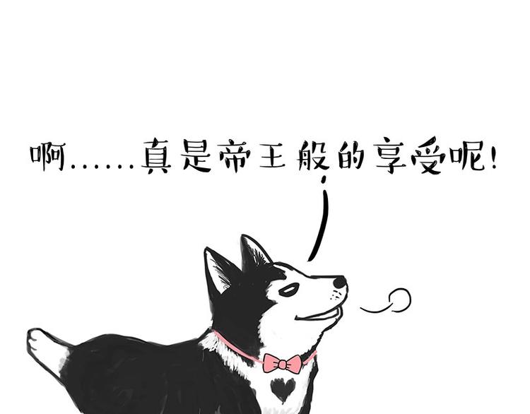 第160话 最差的一届哈士奇！44