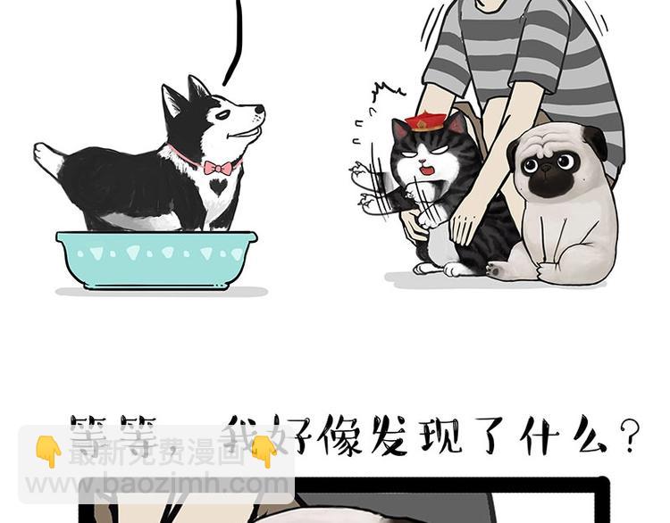 第160话 最差的一届哈士奇！50