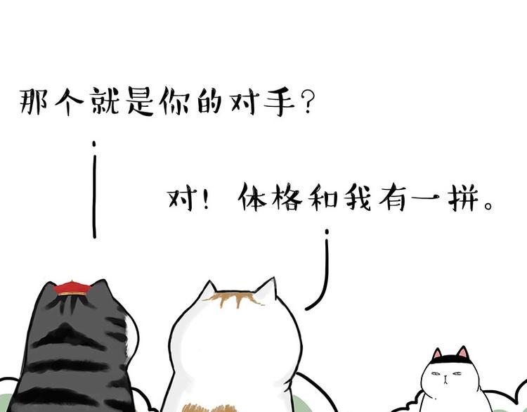 第167话 猫王争霸赛14