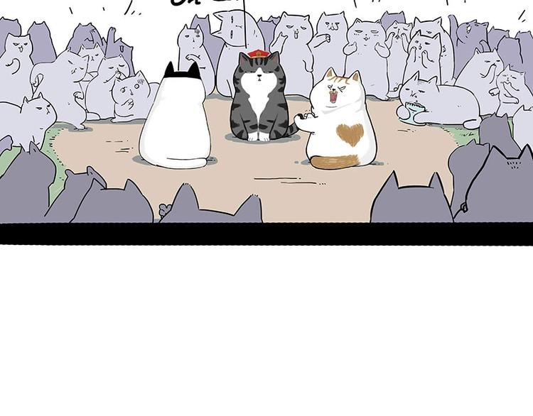 第167话 猫王争霸赛31