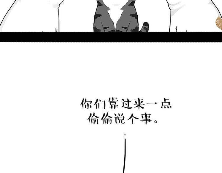 第167话 猫王争霸赛46