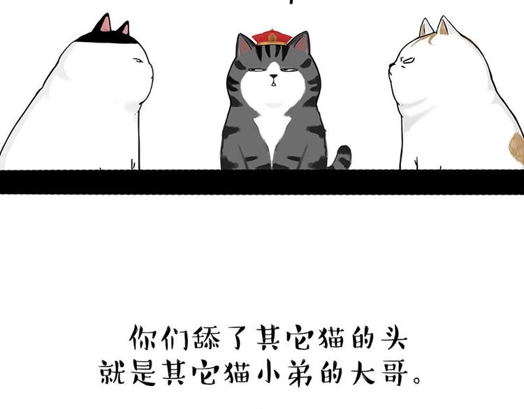 第167话 猫王争霸赛51