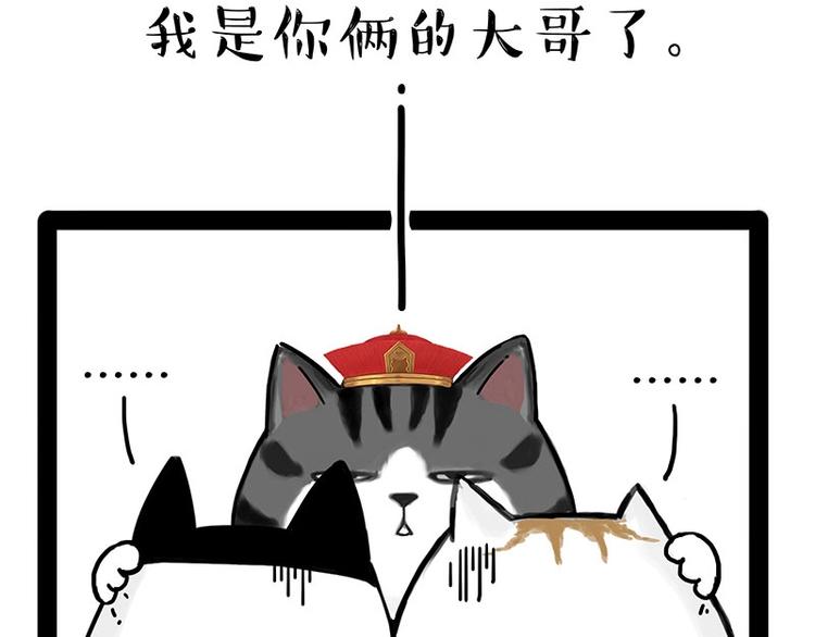 第167话 猫王争霸赛58