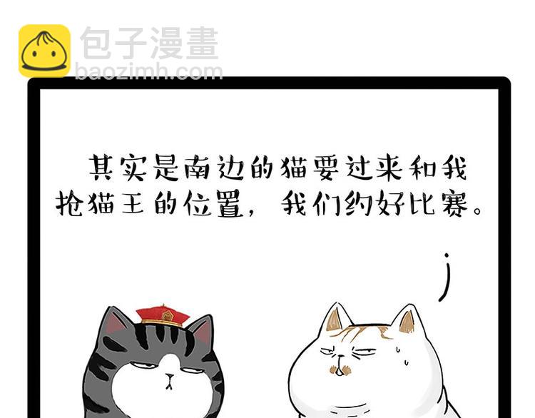 第167话 猫王争霸赛9