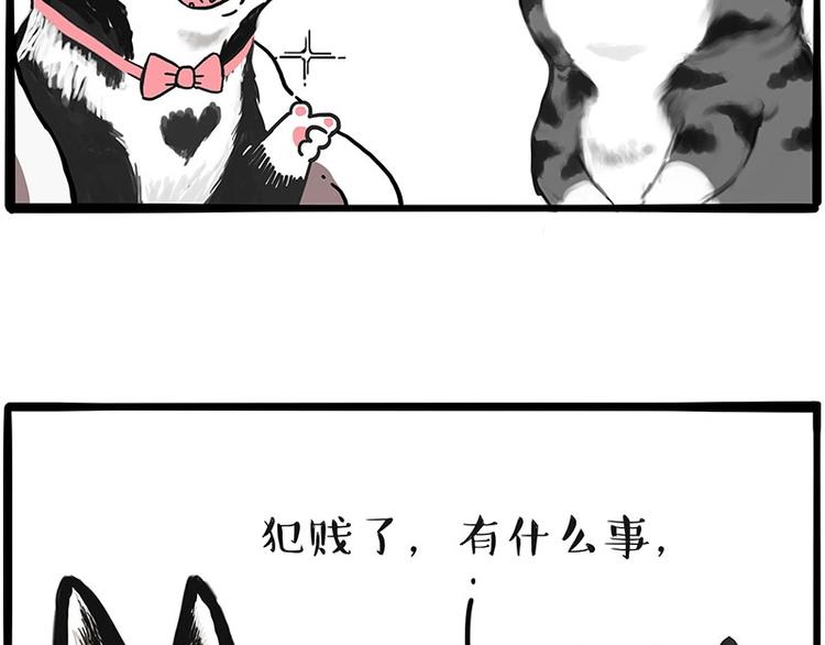 第197话 猫怼狗49
