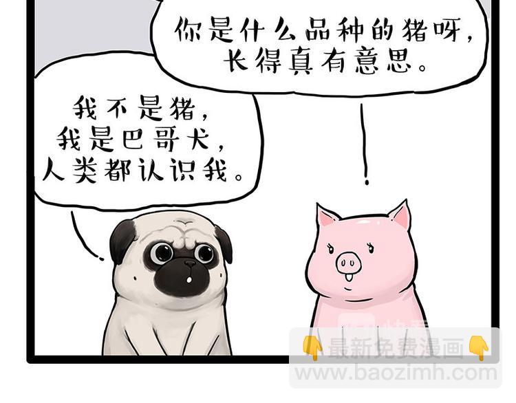 第247话 巴扎猪24