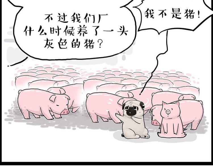 第247话 巴扎猪27