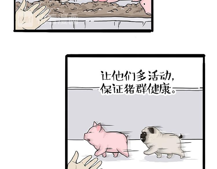 第247话 巴扎猪39
