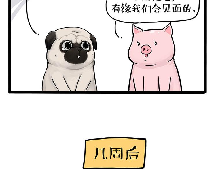 第247话 巴扎猪52