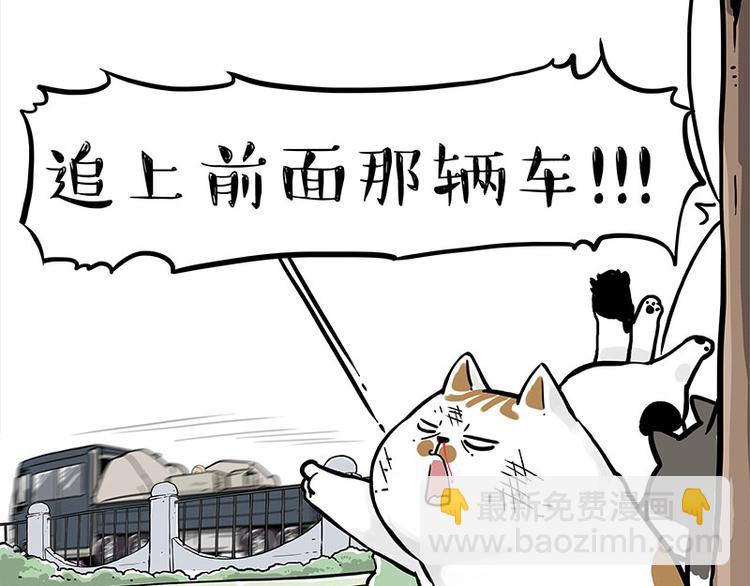 第271话 进击的流浪猫！12