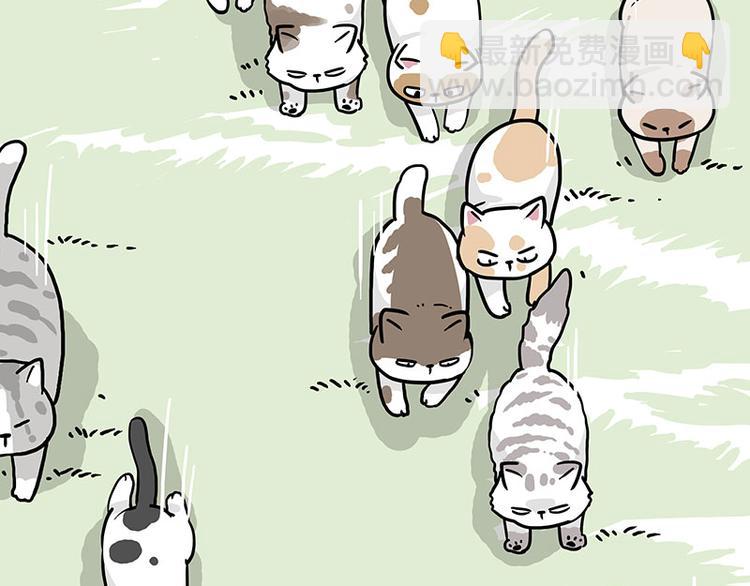 第271话 进击的流浪猫！20
