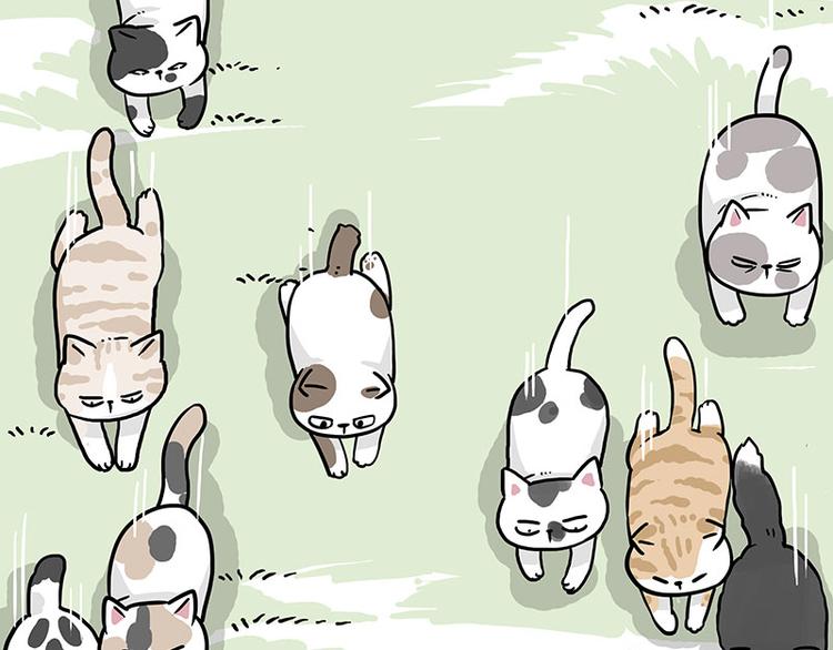 第271话 进击的流浪猫！21