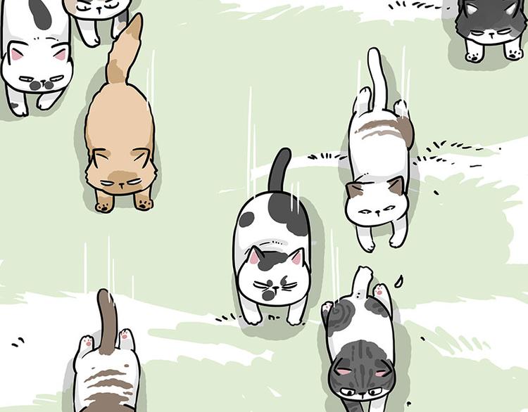第271话 进击的流浪猫！22