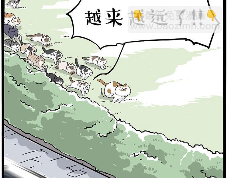 第271话 进击的流浪猫！37