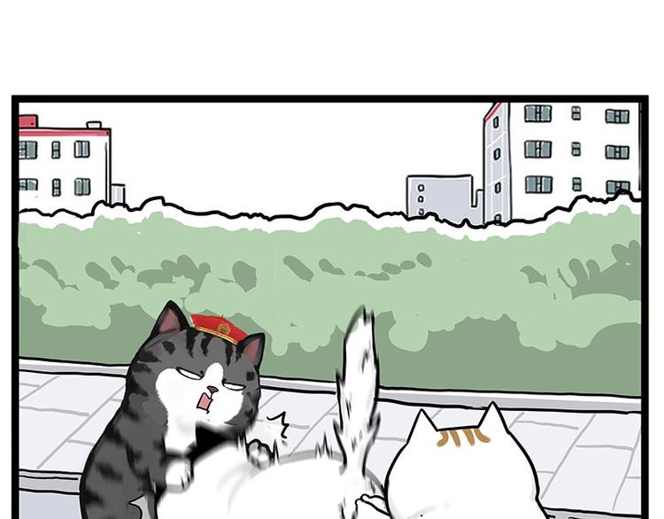 第277话 猫斗猫14
