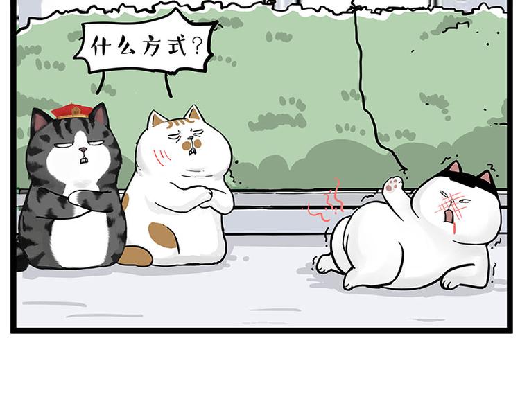 第277话 猫斗猫16