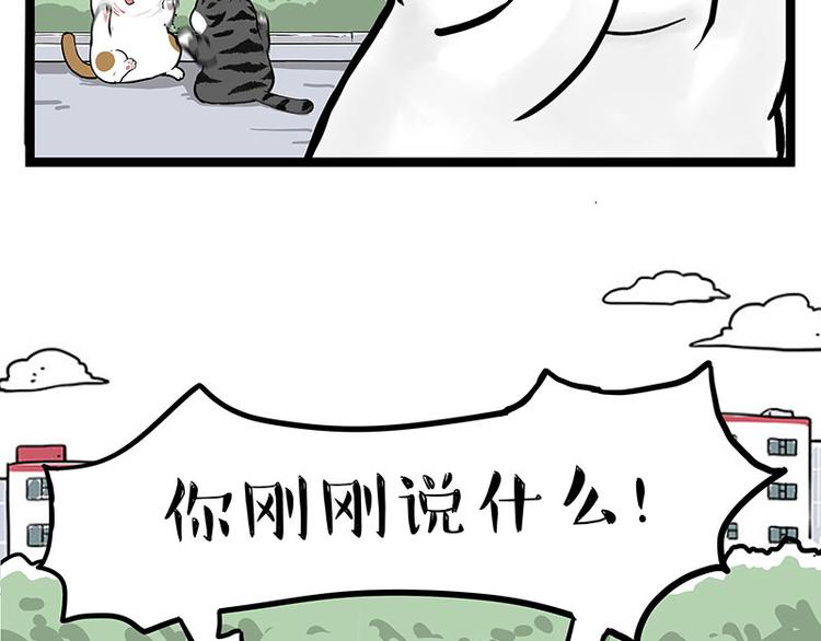第277话 猫斗猫8