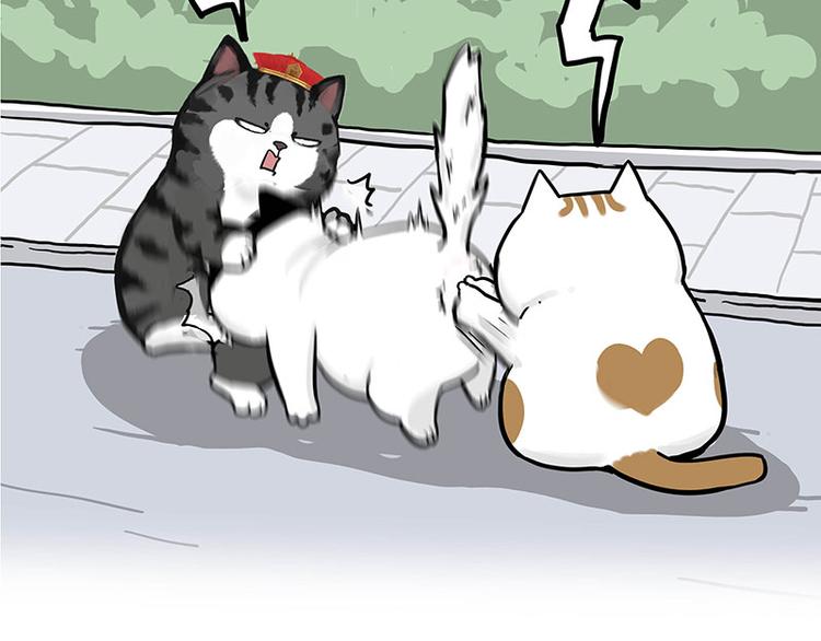 第277话 猫斗猫9