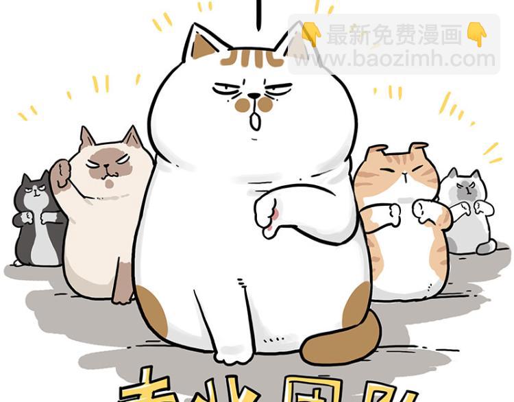 第290话 凶恶猫猫组织11