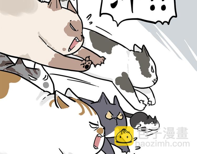 第290话 凶恶猫猫组织14