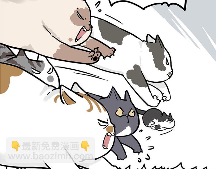 第290话 凶恶猫猫组织27