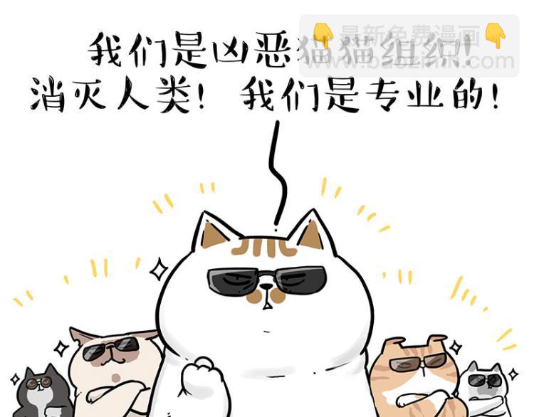 第290话 凶恶猫猫组织37