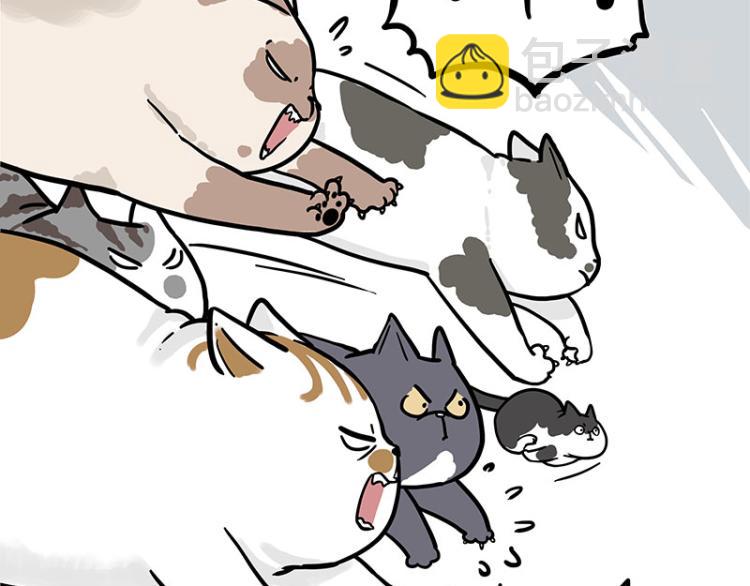 第290话 凶恶猫猫组织4
