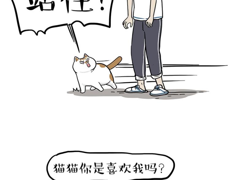 第290话 凶恶猫猫组织59