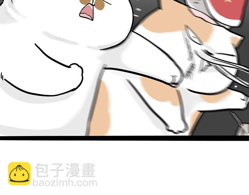 第320话 猫孵鱼13