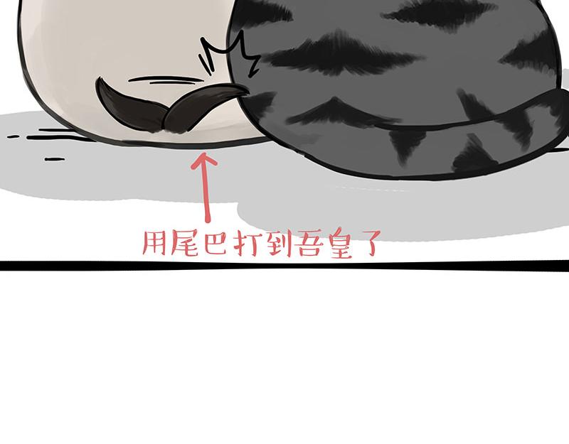 第343话 喵生哲学16