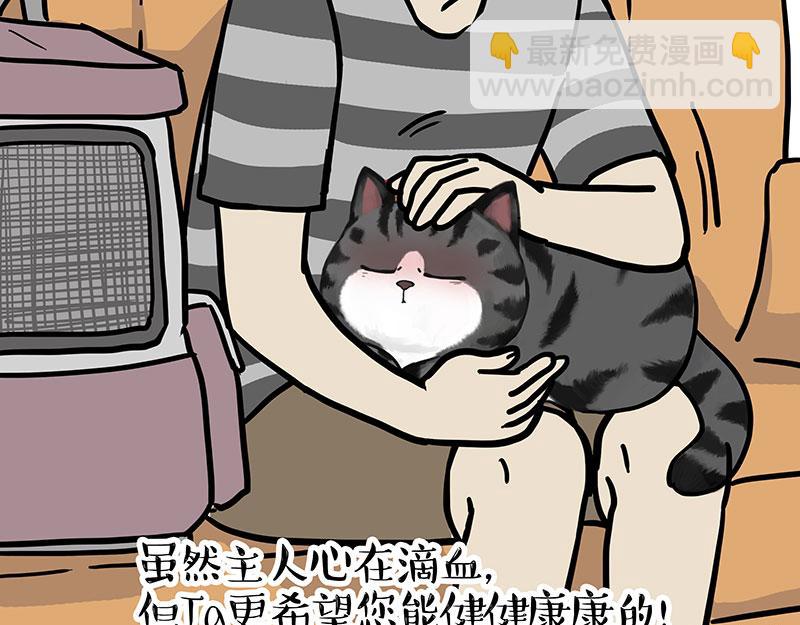 第456话 猫猫的年终总结8