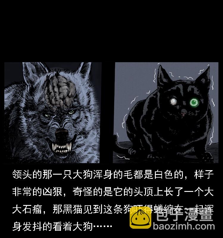004 猫妖63