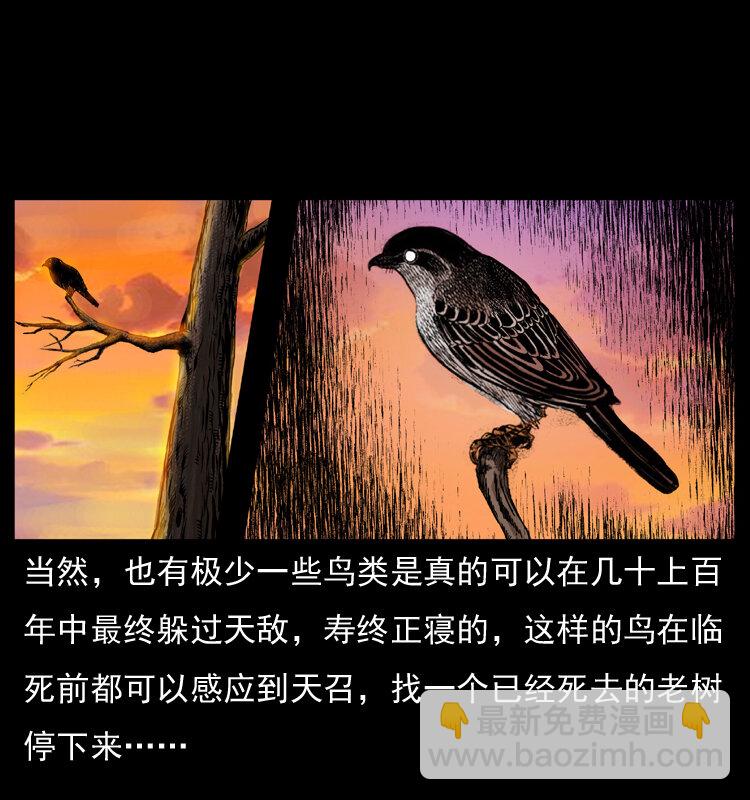 036 百雀丹（上）7