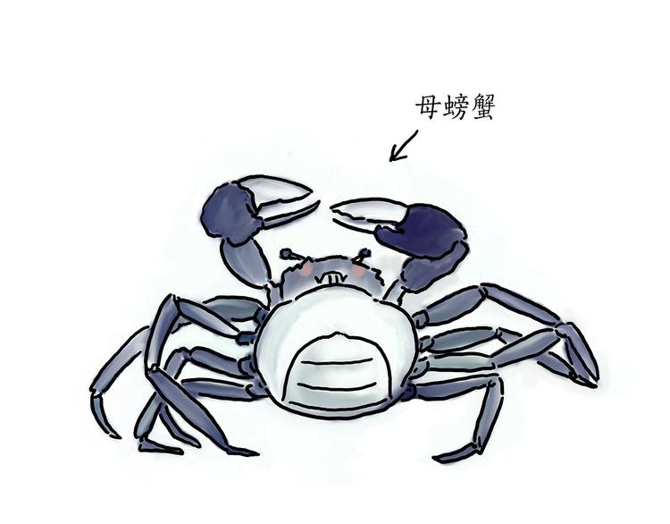 胶原蛋白11