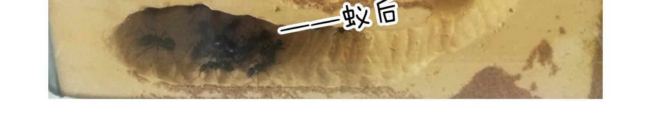 第212话 蚂蚁侠72