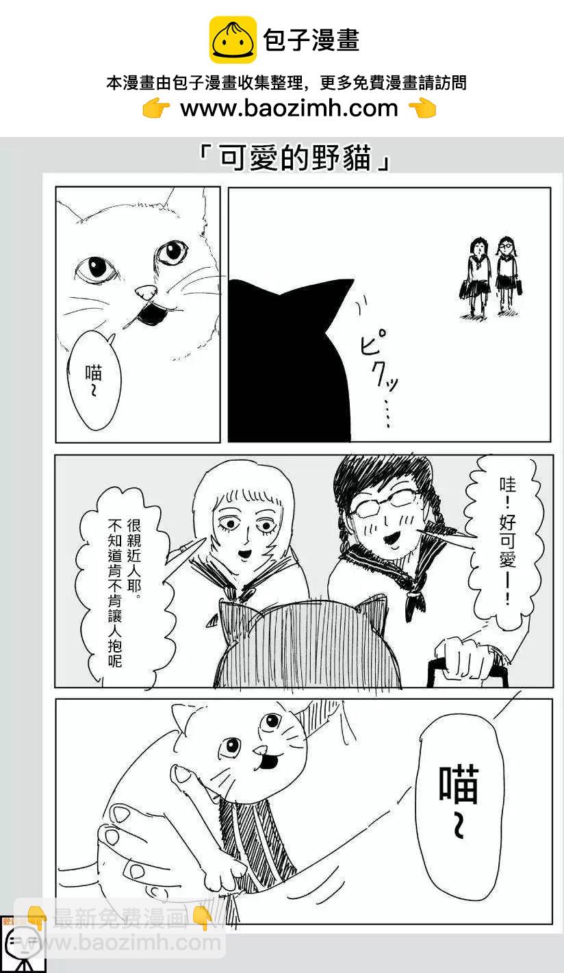 可爱的野猫1