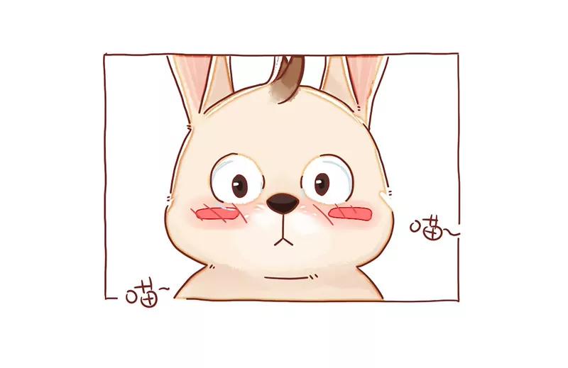 呆毛兔喂猫5