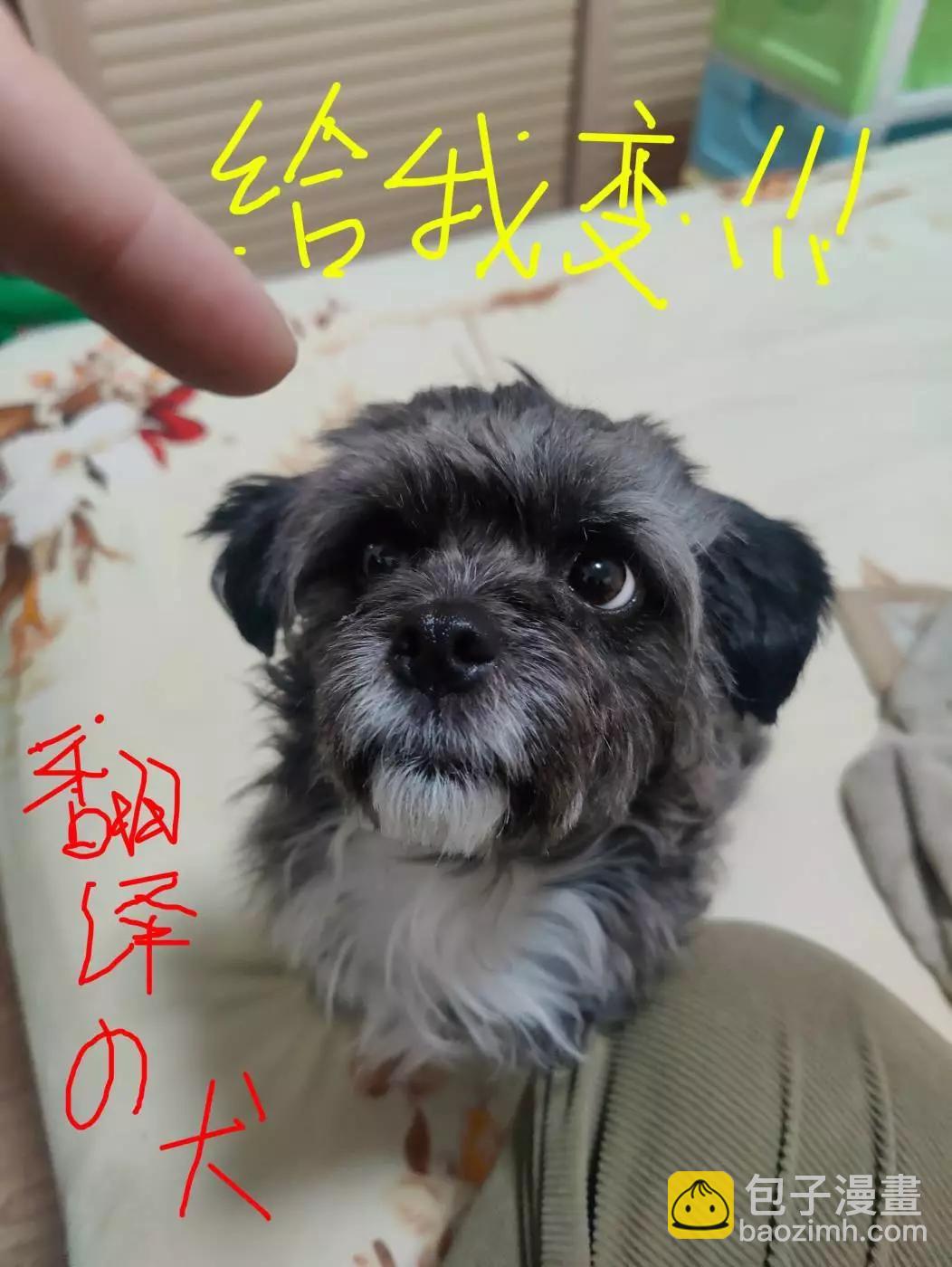 萨摩耶前篇12